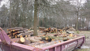 Februar 2016 Waldquartier weitere Fällungen