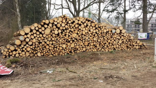 Februar 2015 Gefällte Bäume für ein Waldquartier